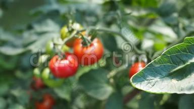 新鲜成熟的红西红柿在温室的高清视频